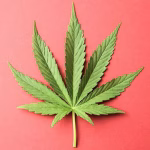 Supreme Court Cracks Down: Seeks Full Report on Pune University Students' Role in Drug Scandal